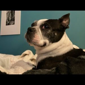 Meet your Posher, Amelia